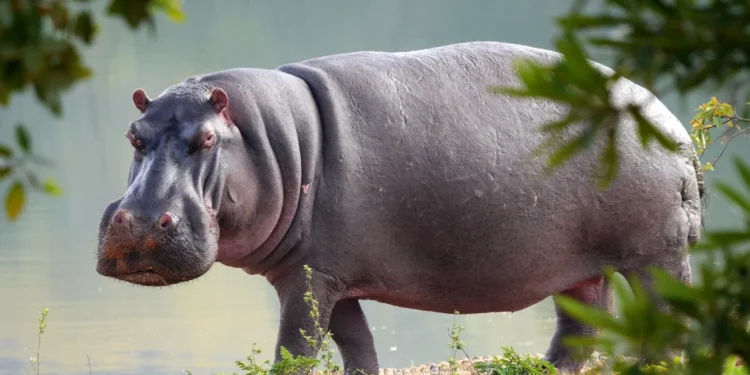 Governo aprovou sacrifício de 80 hipopótamos que infelizmente terão que morrer