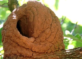 O que significa quando você encontra um ninho de João-de-barro na sua frente?