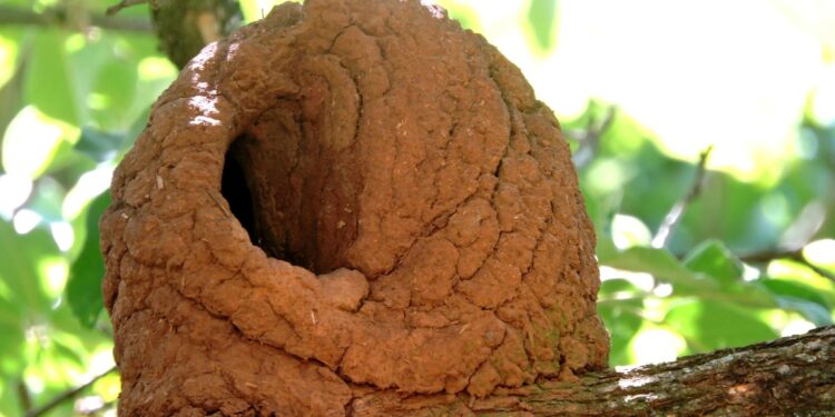 O que significa quando você encontra um ninho de João-de-barro na sua frente?