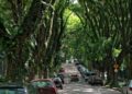 Rua mais bonita do mundo fica no Brasil e tem 156 árvores de enfeite
