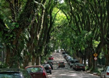 Rua mais bonita do mundo fica no Brasil e tem 156 árvores de enfeite