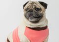 3 raças de cachorros que precisam usar roupinha de frio