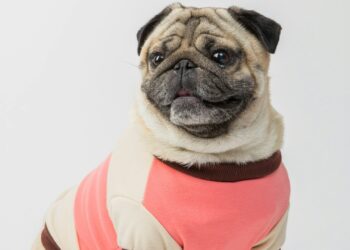 3 raças de cachorros que precisam usar roupinha de frio
