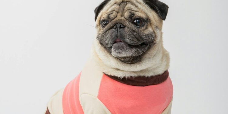 3 raças de cachorros que precisam usar roupinha de frio