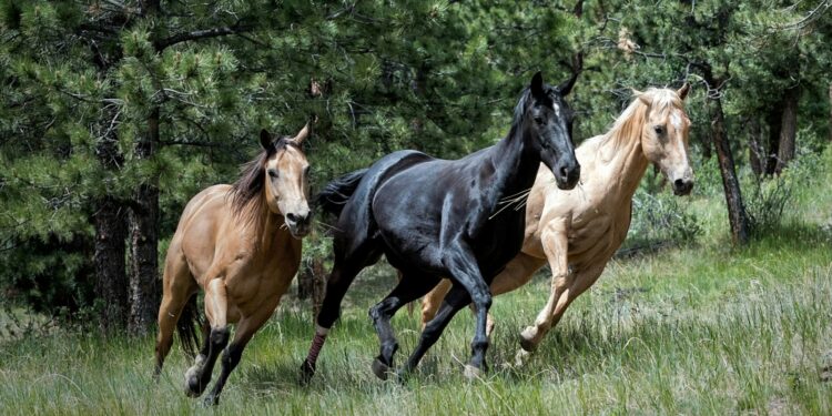 5 países com a maior população de cavalos do mundo