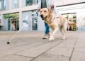 5 melhores cães para guiar cegos nas ruas