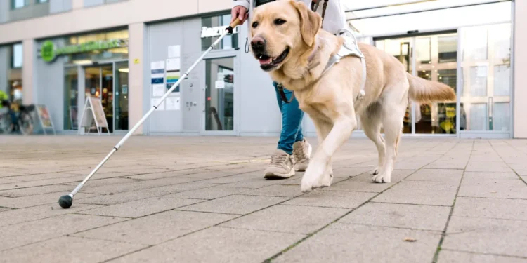 5 melhores cães para guiar cegos nas ruas