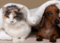 Cães e gatos poderão ser castrados gratuitamente no Brasil em 28 de maio