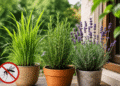 3 plantas que afastam a dengue de casa