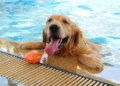 Cachorro mais mansinho do mundo mergulha no mar e te acompanha aonde você vai