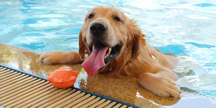 Cachorro mais mansinho do mundo mergulha no mar e te acompanha aonde você vai