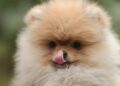 Cachorro mais caro do Brasil custa R$ 30 mil e não pode andar solto por qualquer lugar