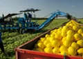 Capital do melão no Brasil produz um milhão de frutas por dia e fica no Nordeste