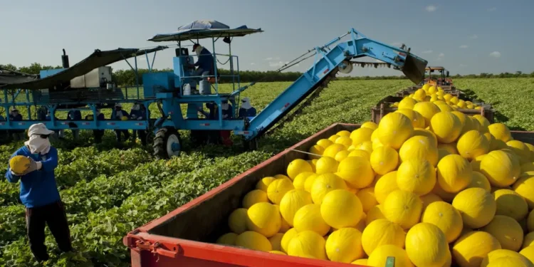 Capital do melão no Brasil produz um milhão de frutas por dia e fica no Nordeste