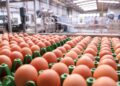 Maior fábrica de ovos do Brasil será construída em cidade de 2 mil habitantes e promete produção gigantesca