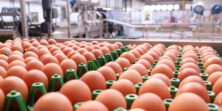 Maior fábrica de ovos do Brasil será construída em cidade de 2 mil habitantes e promete produção gigantesca