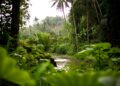 Animal gigante está de volta à natureza depois de muitos anos