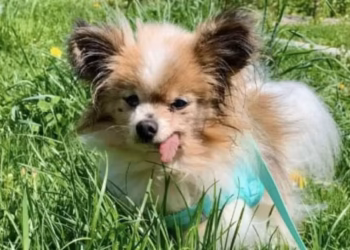 Cão mais velho do mundo tem 31 anos e não consegue colocar a própria língua na boca