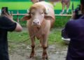 Búfalo albino gigante vira celebridade na internet por semelhança com Donald Trump