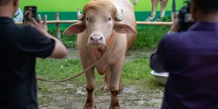 Búfalo albino gigante vira celebridade na internet por semelhança com Donald Trump