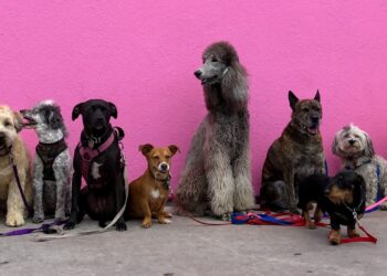 Cachorro mais popular do Brasil mede 24cm e costuma ser muito apegado ao tutor