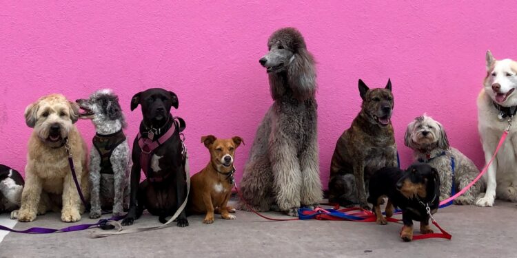 Cachorro mais popular do Brasil mede 24cm e costuma ser muito apegado ao tutor