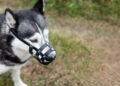 Cachorro mais perigoso do Brasil tem mordida forte e precisa andar de focinheira