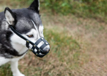 Cachorro mais perigoso do Brasil tem mordida forte e precisa andar de focinheira