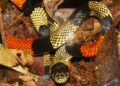 Cobra mística usa jogo de cores para sobreviver na natureza