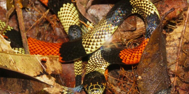 Cobra mística usa jogo de cores para sobreviver na natureza