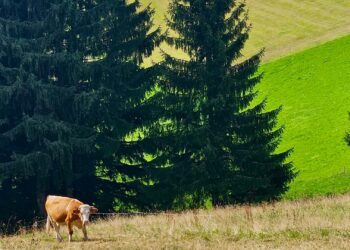 Fazenda milionária possui estrutura comparada a uma cidade inteira
