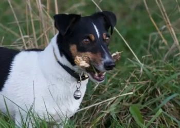 Cachorro de raça mais barato do Brasil custa menos de R$ 2.000 e cabe no seu apartamento