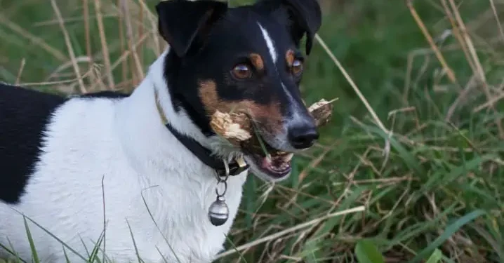 Cachorro de raça mais barato do Brasil custa menos de R$ 2.000 e cabe no seu apartamento