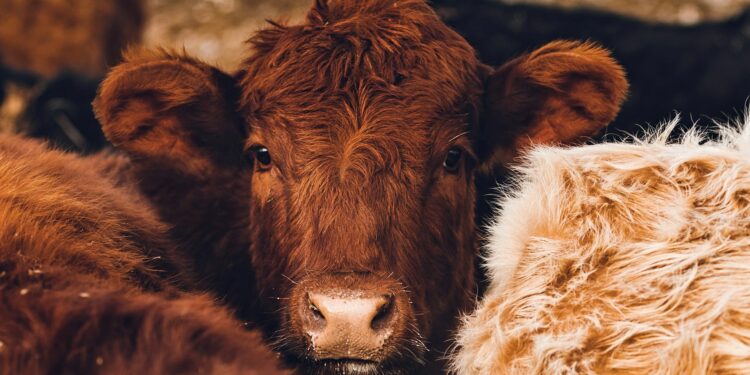 Maior fazenda do Brasil tem 100 mil cabeças de gados para comerciais
