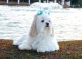 Melhor cachorro para quem mora sozinho: companheiro, dócil e de bom porte