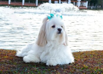 Melhor cachorro para quem mora sozinho: companheiro, dócil e de bom porte