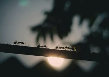 Menino descobre algo no próprio quintal e muda conceito histórico da biologia