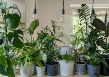 Hábito comum dentro de casa pode revelar muito sobre personalidade