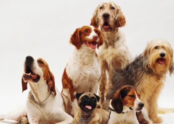 Qual a raça de cachorro mais obediente para se ter em casa?