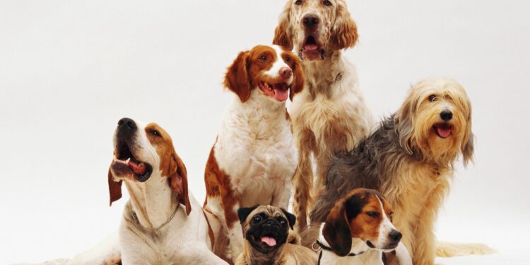 Qual a raça de cachorro mais obediente para se ter em casa?