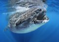 Maior peixe dos oceanos tem quase 10 metros e come 21kg de alimentos por dia