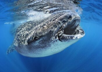 Maior peixe dos oceanos tem quase 10 metros e come 21kg de alimentos por dia