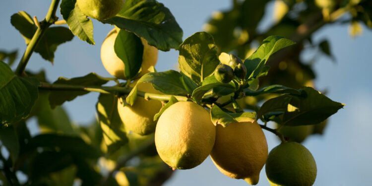 A árvore dos bons frutos: limoeiro perfuma o ambiente e produz praticamente o ano inteiro