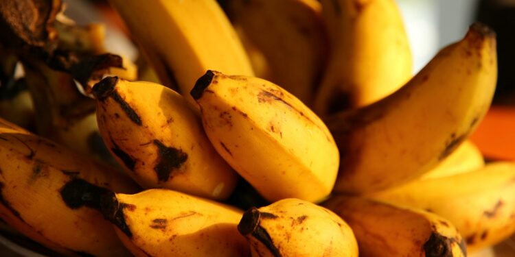 Aprendi isso aos 60: descobri por que algumas bananas amadurecem mais rápido