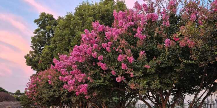 Árvore que ganhou espaço no paisagismo por unir flores duradouras, resistência ao calor e raízes pouco agressivas