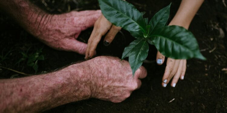 Especialistas destacam as árvores que crescem rápido e produzem boa sombra