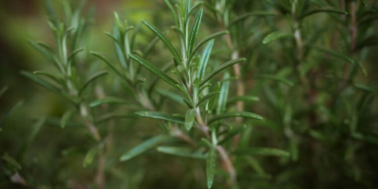 Jardineiros recomendam esta erva para quem quer uma horta fácil em casa