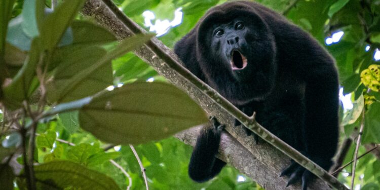 O macaco que tem um dos gritos mais altos do reino animal