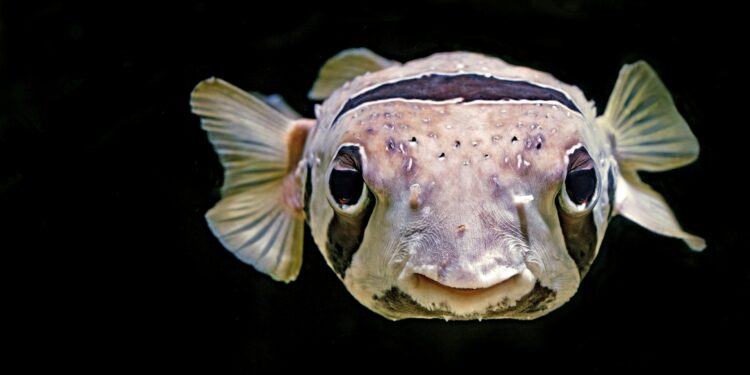 O peixe que infla o próprio corpo para escapar de predadores