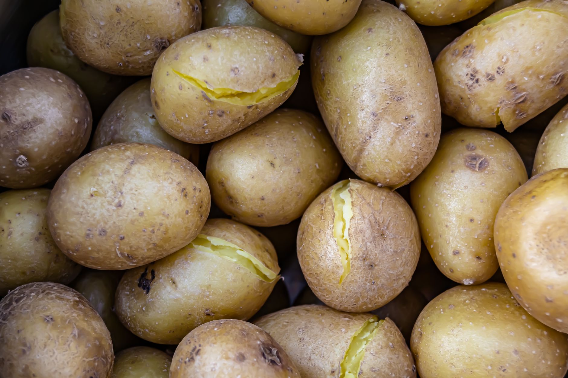 Fazenda ficou com milhões de quilos de batatas perto de serem descartadas e operação tentou mobilizar 200 caminhões para salvar alimentação